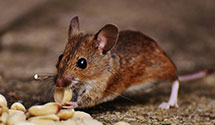 24 Hour & Emergency Exterminators in Queen Creek, AZ